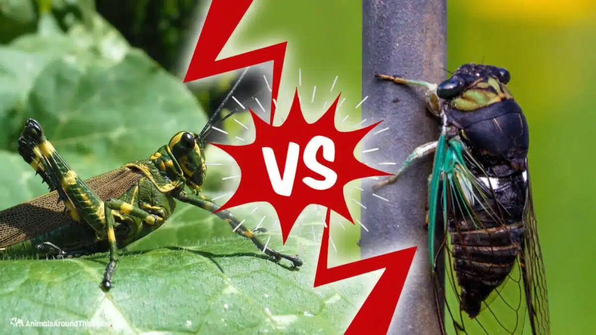 locust vs. cicada