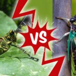 Cicada vs. Locust