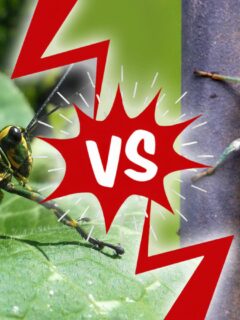 locust vs. cicada