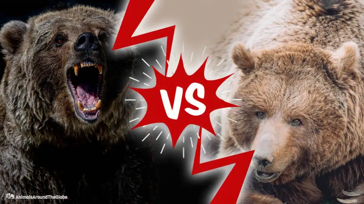 grizzly bear vs. brown bear