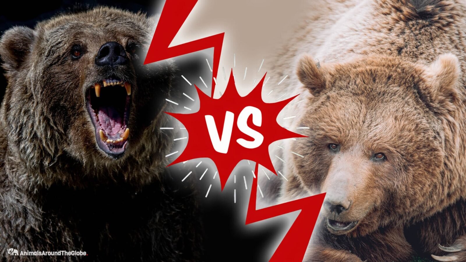 brown-bear-vs-grizzly-bear-animals-around-the-globe