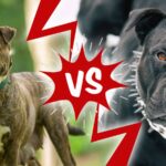 American Staffordshire Terrier vs. Pitbull