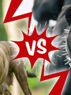 American Staffordshire Terrier vs. Pitbull
