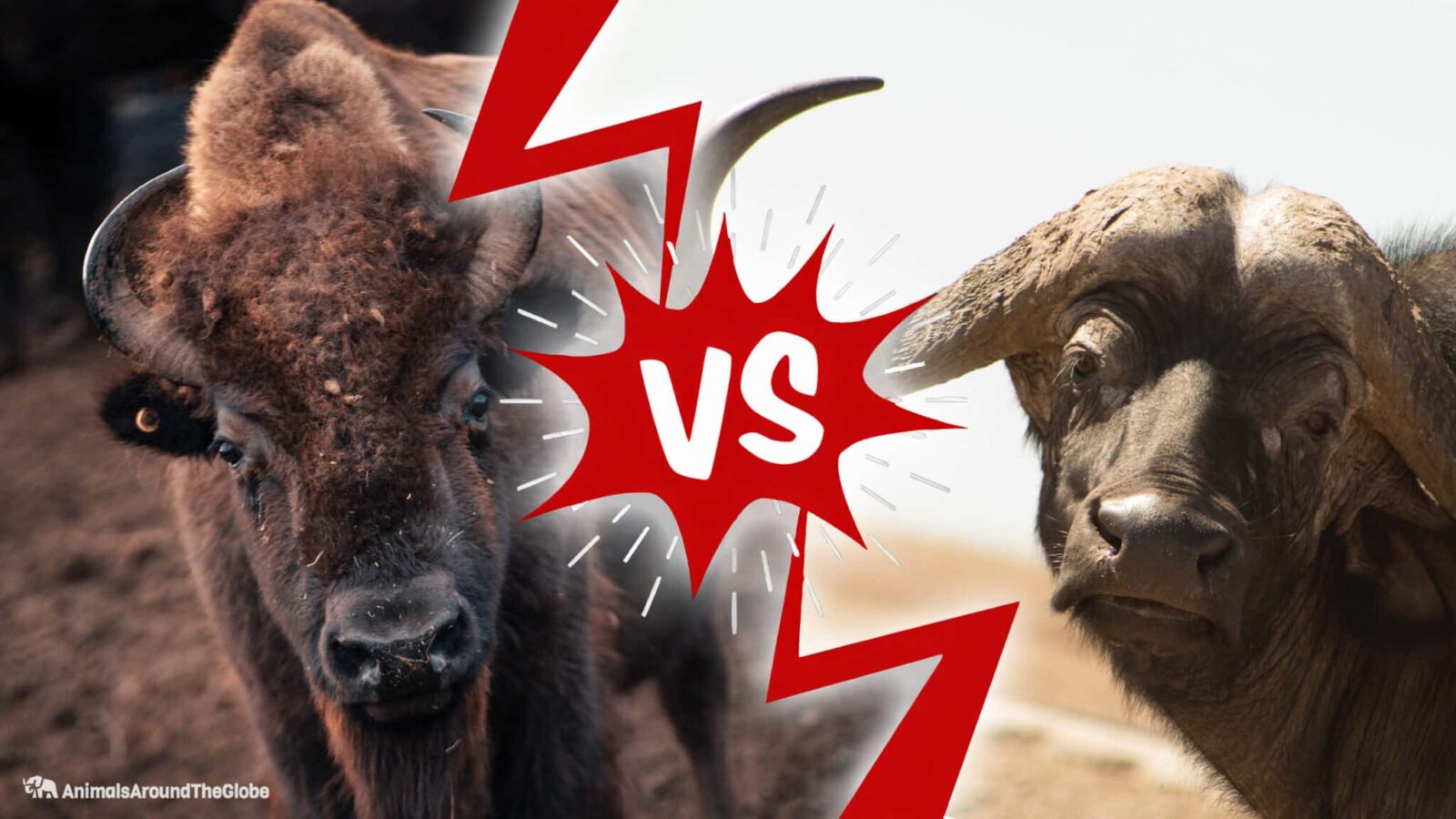 Bison vs. Buffalo - Animals Around The Globe