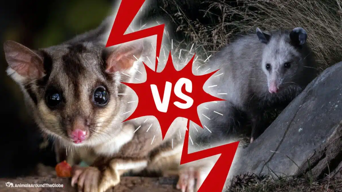 opossum vs possum