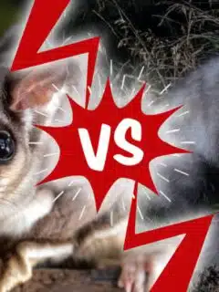 opossum vs possum