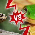 Toad Vs. Frog: What Makes Them Different? 