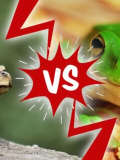 toad vs. frog