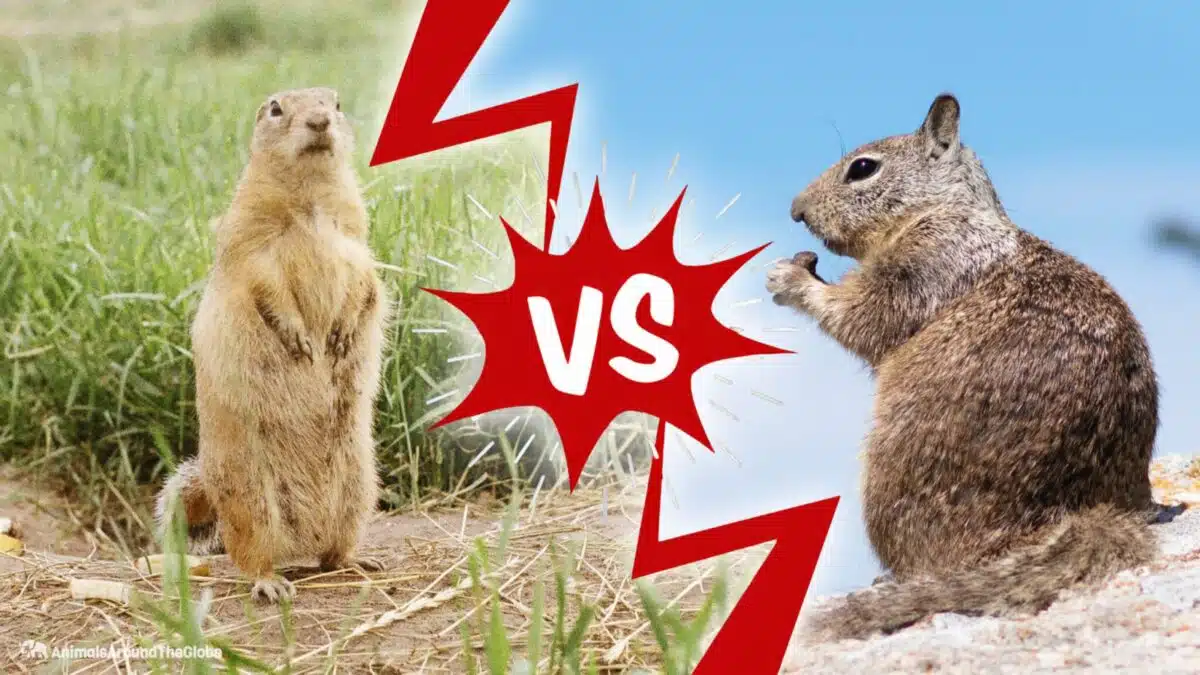 gopher vs. groundhog