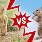 The Underground World: Gopher vs. Groundhog