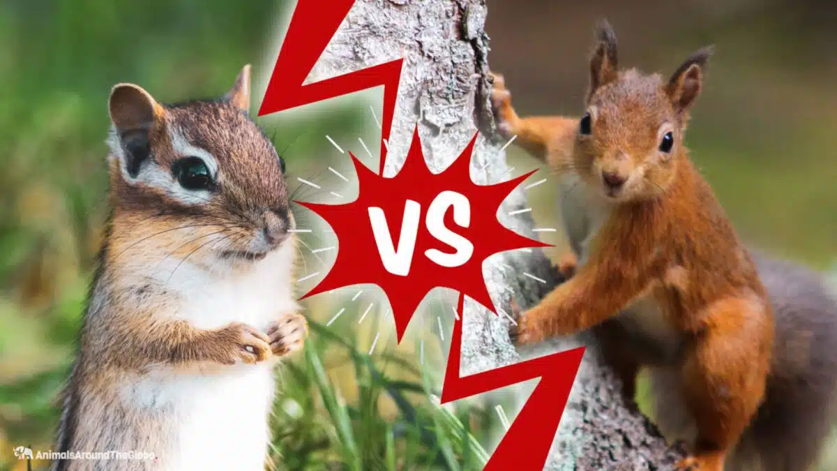 chipmunk vs. squirrel