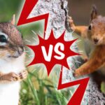 Chipmunk Vs. Squirrel - The Great Debate