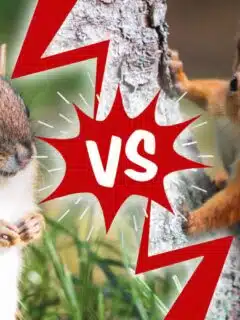 chipmunk vs. squirrel