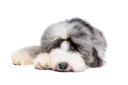 The Ultimate Guide to Owning a Sheepadoodle