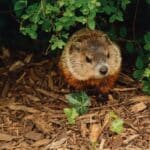 Woodchuck Vs. Groundhog: A Single Species