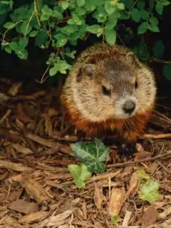 woodchuck vs. groundhog
