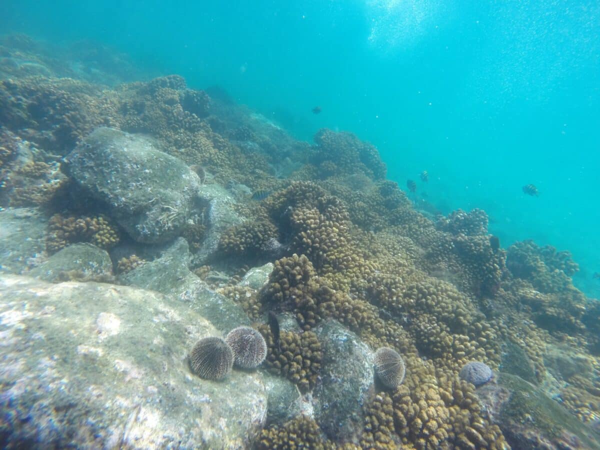 flower urchin