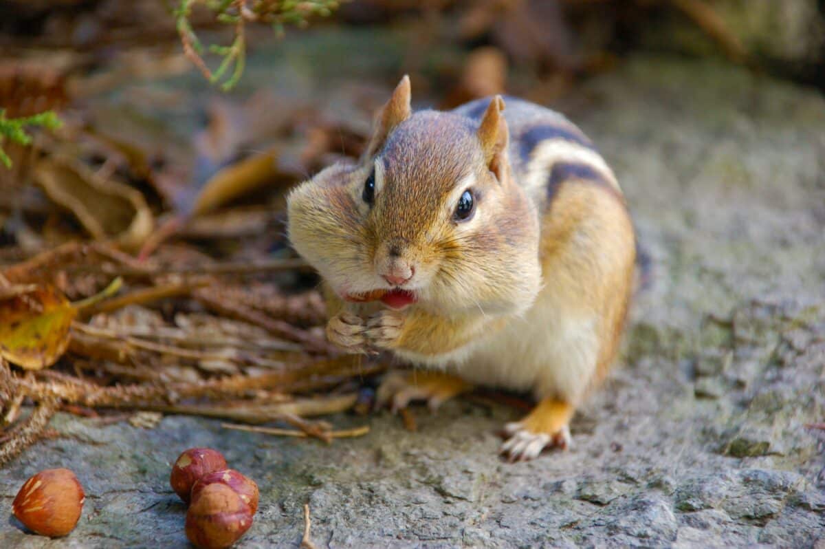 chipmunk vs. squirrel