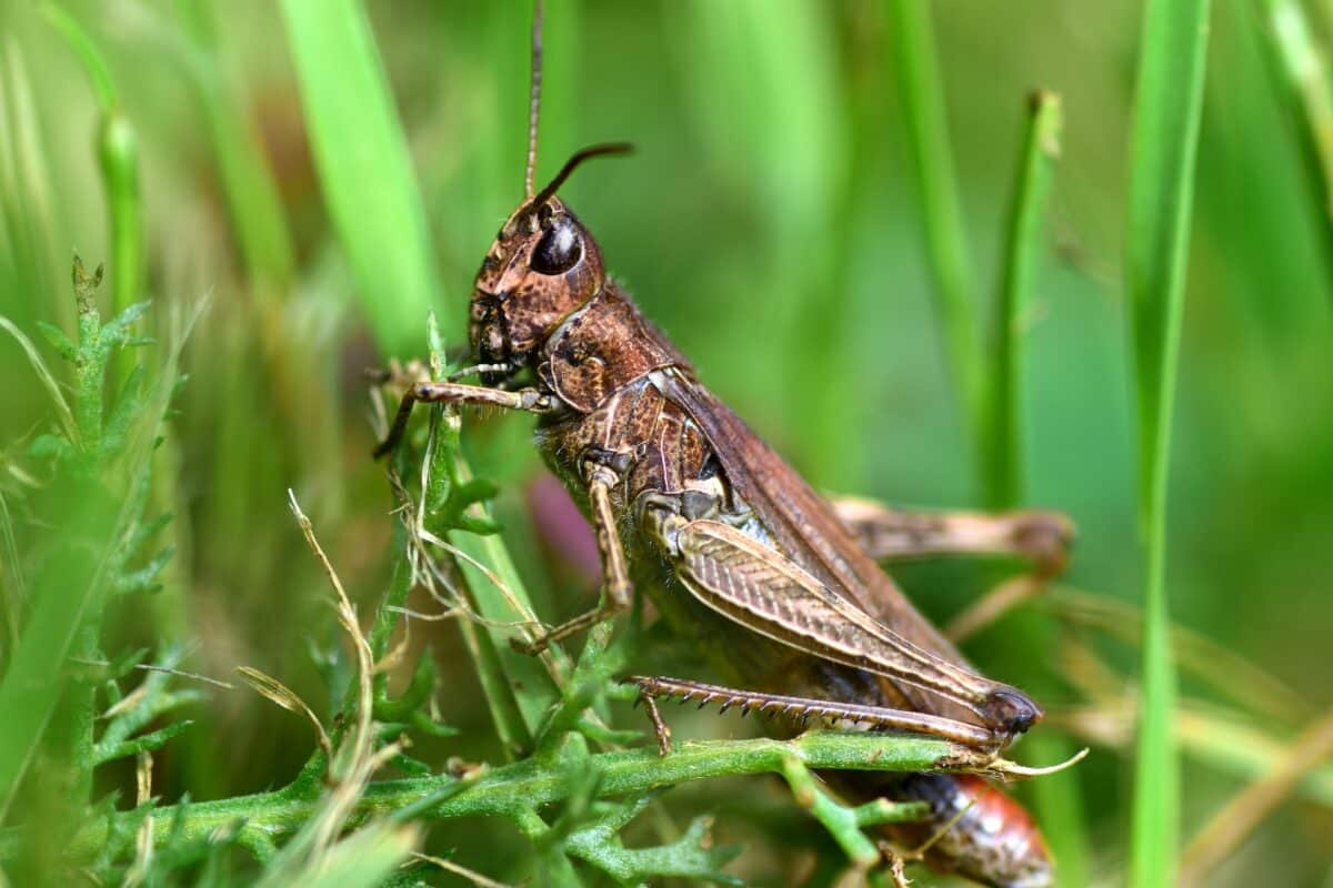 locust vs. grasshopper
