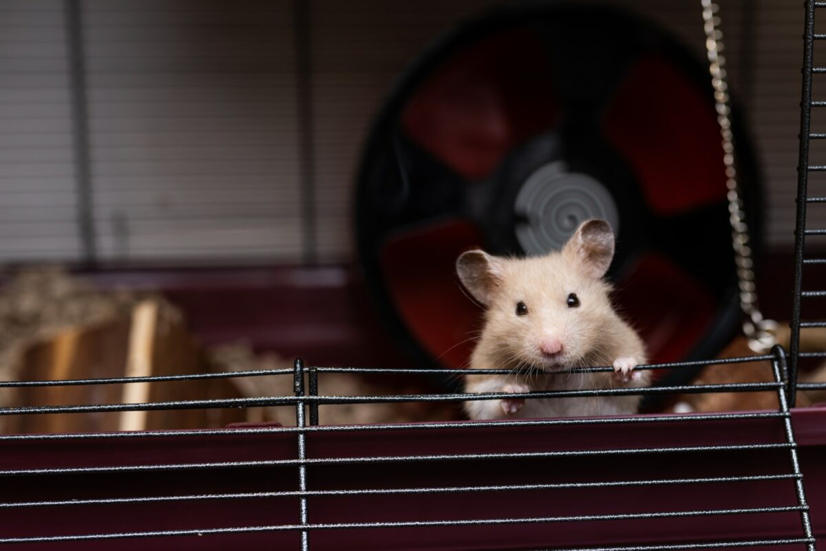 hamster