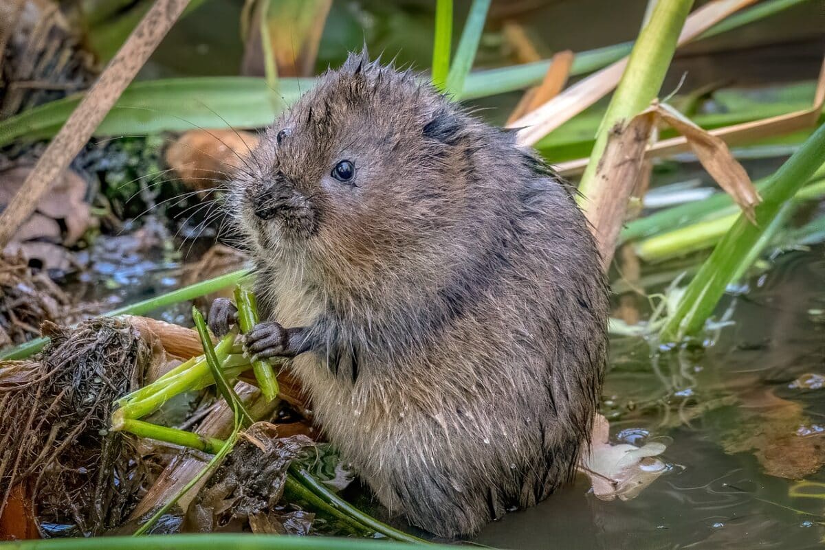 vole vs. mole