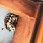 Hornet Nest: A Guide for Beginners