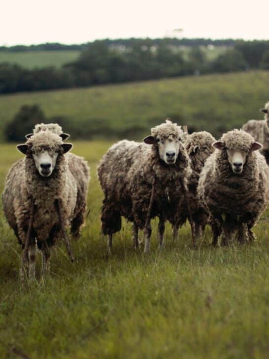 Meet the Sheep That Showed That Cloning Is Possible
