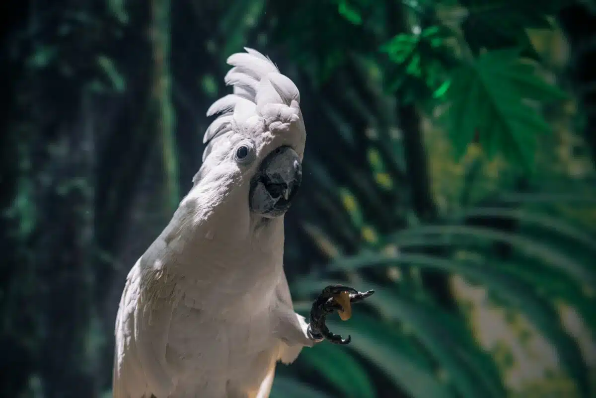 cockatoo in jungle