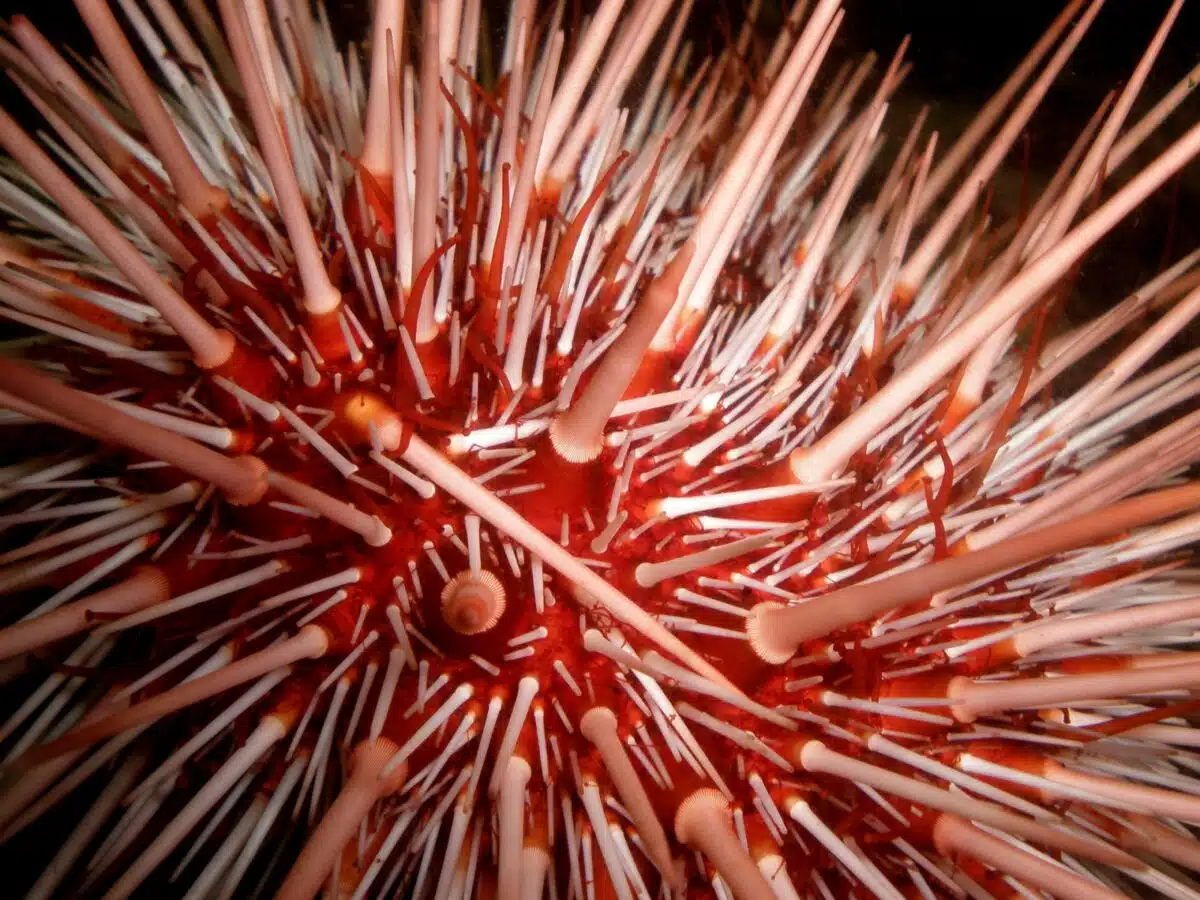 sea urchin