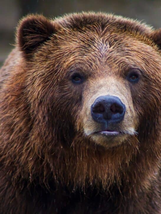 “Fattest Bear Week” Online Poll to the Public