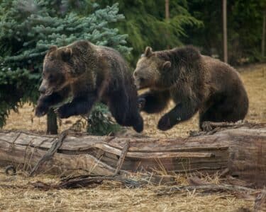 Why Alaska Is the Best Place to Witness Grizzly Bears Fishing