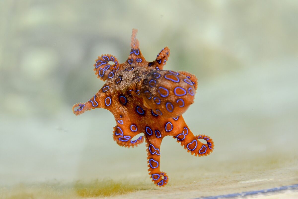 blue ringed octopus