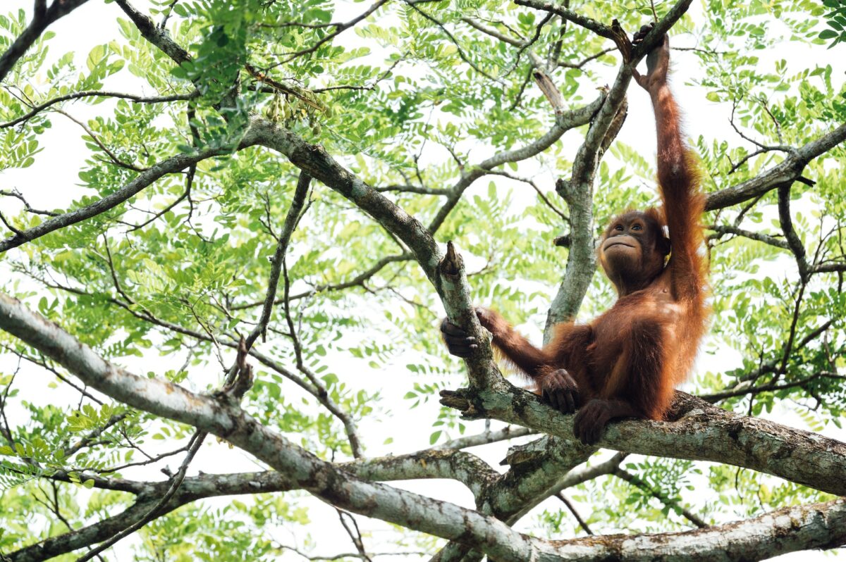 orangutan the most endangered animals 2023