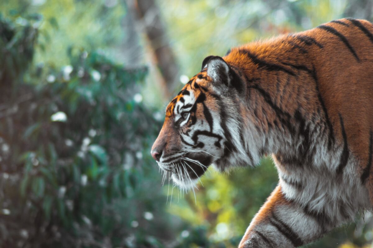tiger the most endangered animals 2023