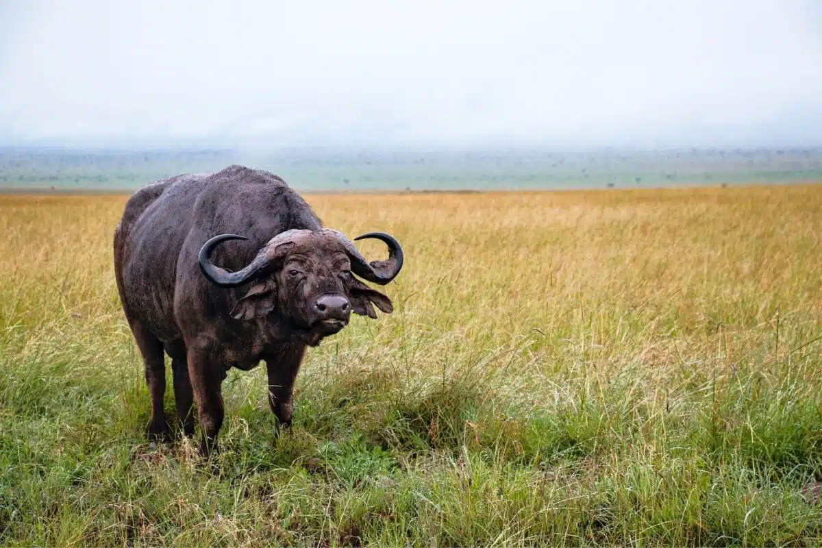 cape buffalo