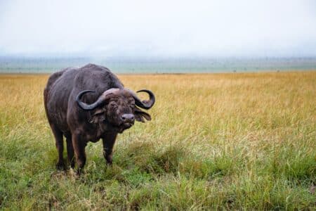 The Heaviest African Buffalo Ever Found
