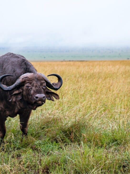 Witness the Heaviest African Buffalo Ever Found