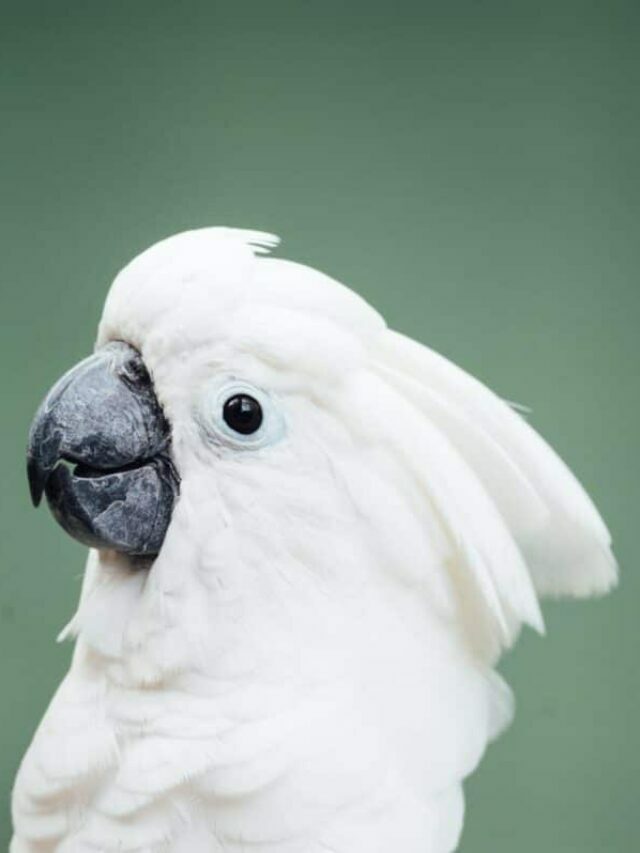 The Cockatoo: An Affectionate Avian