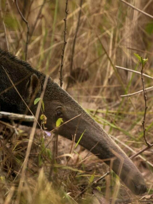 Fun Facts About the Giant Anteater