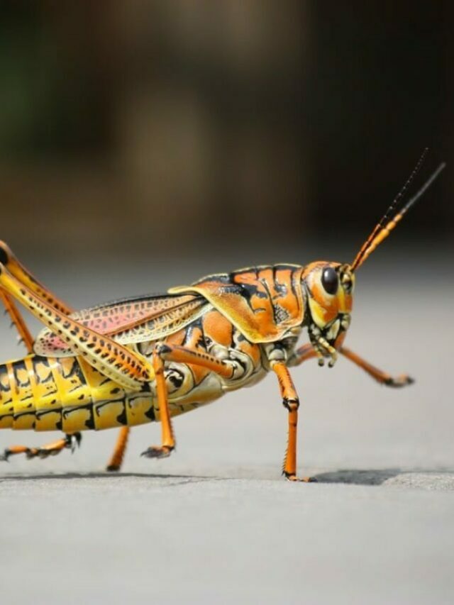 How to distinguish them: Locust vs. Grasshopper