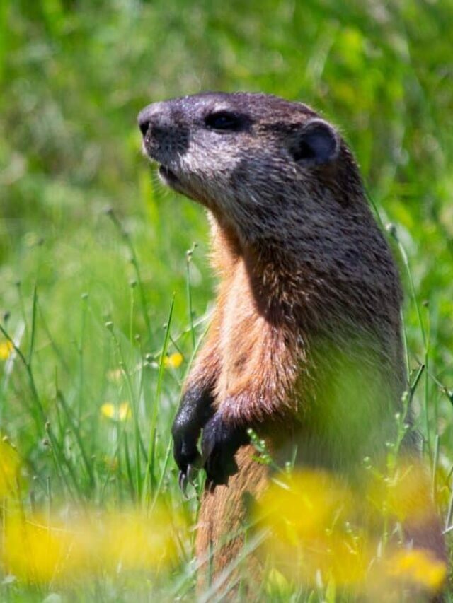 Woodchuck vs. Groundhog: A Single Species