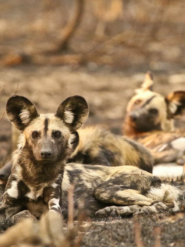 Acquaint yourself with the African Wild Dog