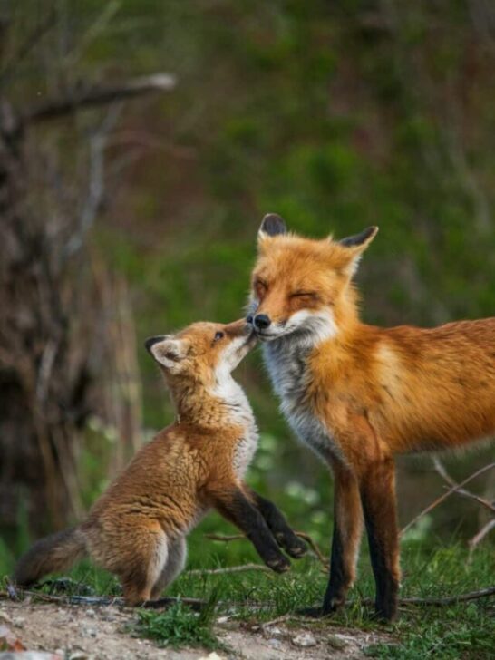 Top 10 Woodland Animals