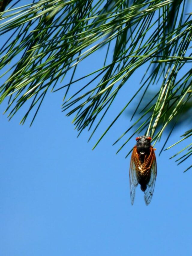 cicada vs. locust