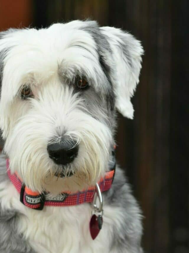 A new level of cute: The Sheepadoodle