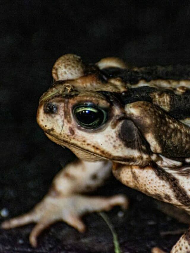 Toad vs. Frog: What makes them different?