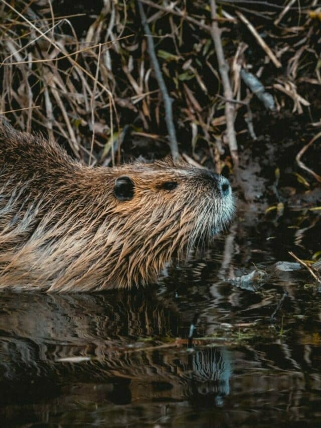 Fun Facts About the Beaver