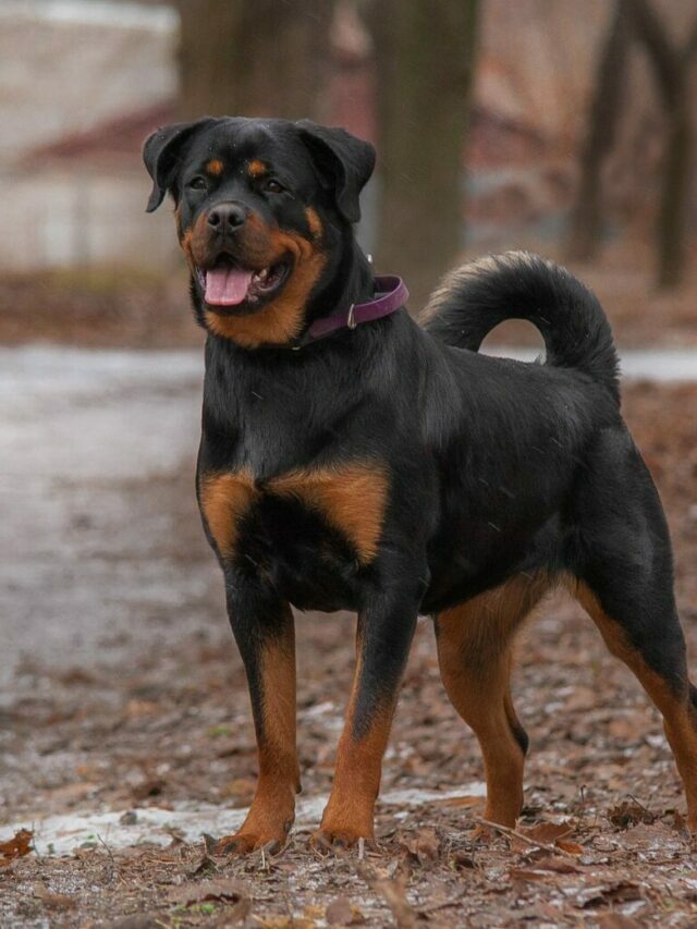Get to know the German Rottweiler