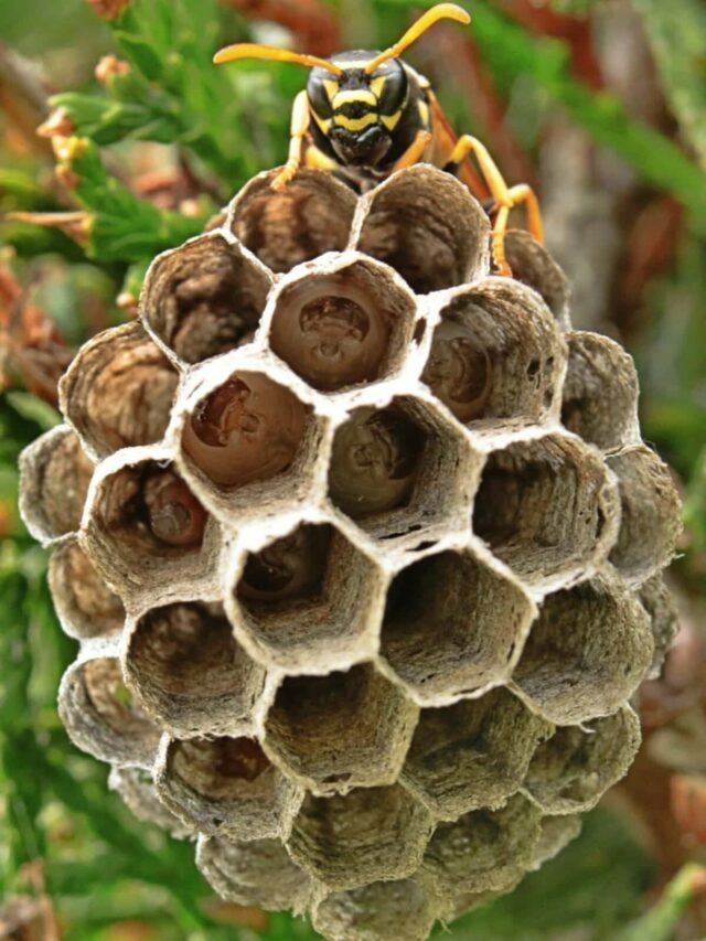 Architectural Insects: The Wasp Nest