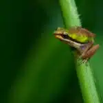 What Do Frogs Eat?